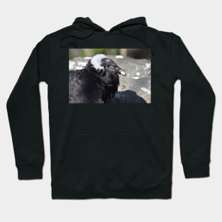 Condor Hoodie